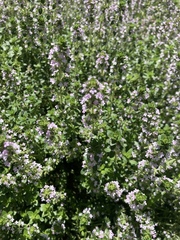 Thymus × citriodorus