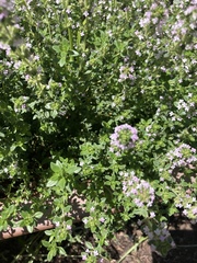 Thymus × citriodorus