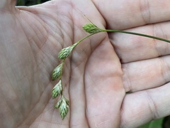 Carex silicea
