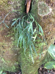 Asplenium flaccidum flaccidum
