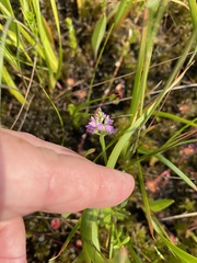 Polygala brevifolia