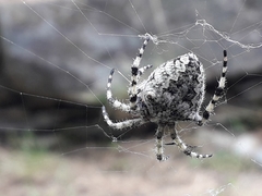 Araneus circe