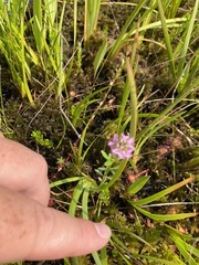 Polygala brevifolia