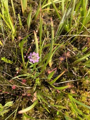 Polygala brevifolia