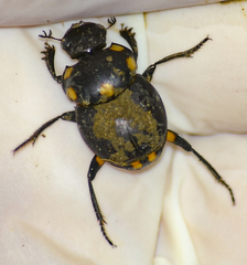Canthon septemmaculatus