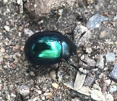 Leptinotarsa haldemani