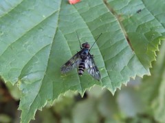 Athericidae