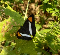 Adelpha gavina