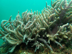 Capnella gaboensis