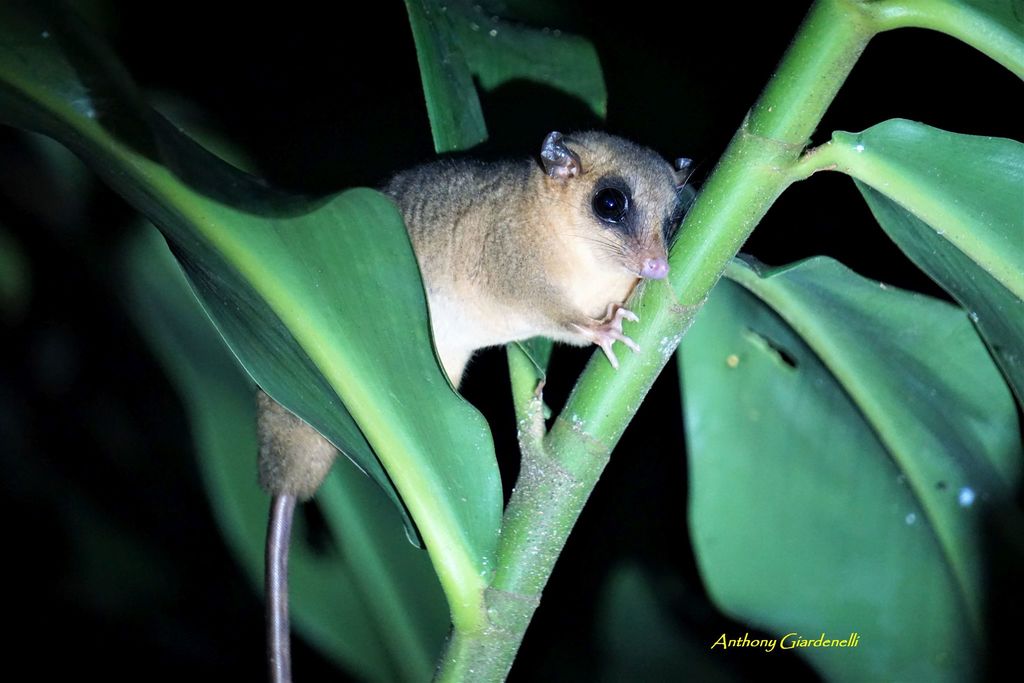 Bare-Tailed Woolly Mouse Opossum
