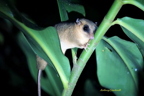 Bare-tailed Woolly Mouse Opossum (Marmosa rutteri) — Data Deficient Mammalia
