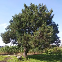 Juniperus deppeana deppeana