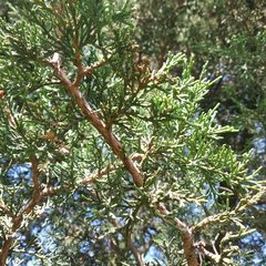 Juniperus deppeana deppeana