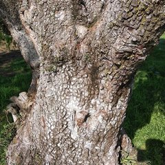Juniperus deppeana deppeana