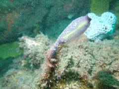 Clavelina meridionalis
