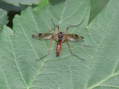 Dictenidia bimaculata