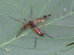 Dictenidia bimaculata