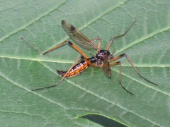 Dictenidia bimaculata