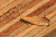 Reisserita chrysopterella