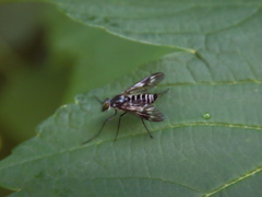 Athericidae