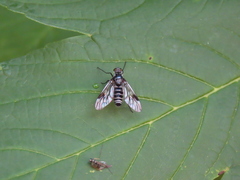 Athericidae