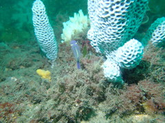 Clavelina meridionalis
