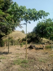 Ceiba pentandra