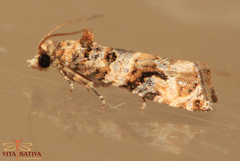Lobesia botrana