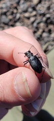 Cicindela nebraskana