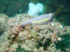 Clavelina meridionalis