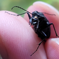 Cicindela nebraskana