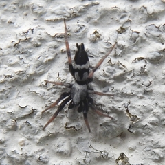Poecilochroa furcata