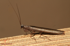 Perlamantis alliberti