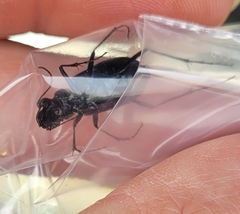 Cicindela nebraskana