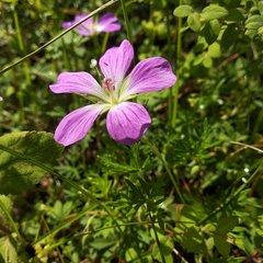 Geranium potentillifolium