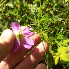 Geranium potentillifolium