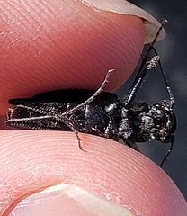 Cicindela nebraskana