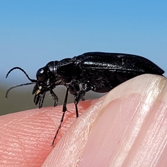 Cicindela nebraskana