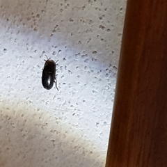 Coleoptera