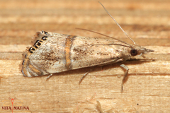 Euchromius gozmanyi
