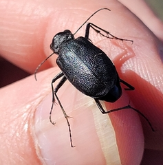 Cicindela nebraskana