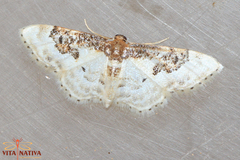 Idaea mustelata