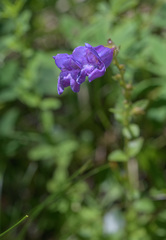 Penstemon cardwellii