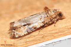 Lobesia botrana