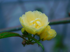 Rosa banksiae
