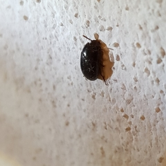 Coleoptera