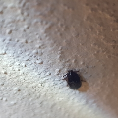Coleoptera