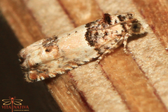 Epinotia thapsiana