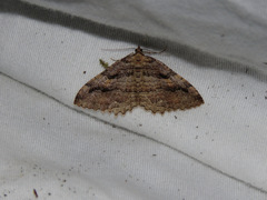 Triphosa
