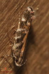 Aristotelia decoratella